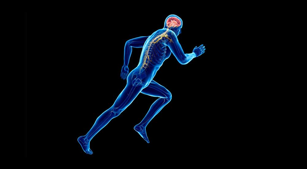 Bouger pour penser mieux : comment l’exercice transforme durablement le cerveau